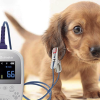 Can You Use A Human Pulse Oximeter On A Dog