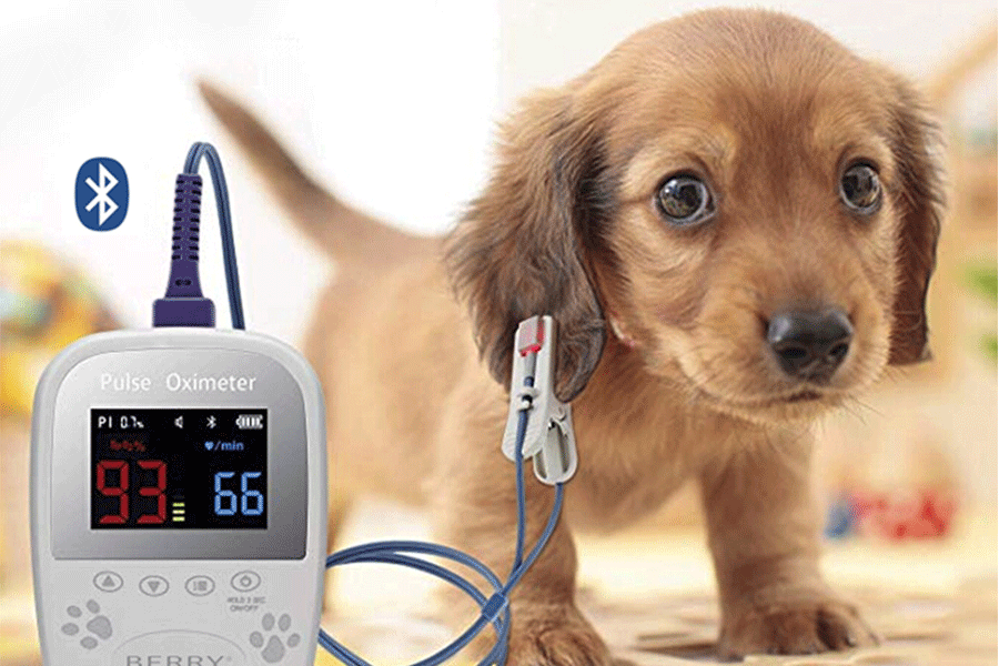 Can You Use A Human Pulse Oximeter On A Dog